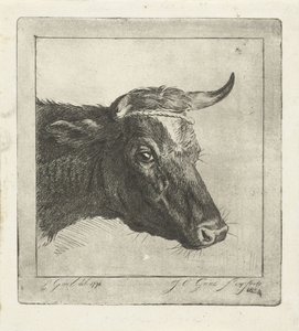 Tête de vache avec corde autour des cornes