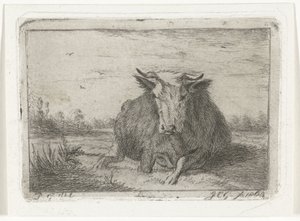 Vache couchée vue de face