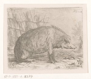 Sanglier assis