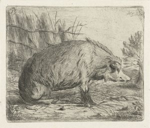 Sanglier assis - Jacobus Cornelis Gaal