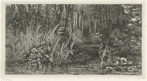 Ruisseau forestier