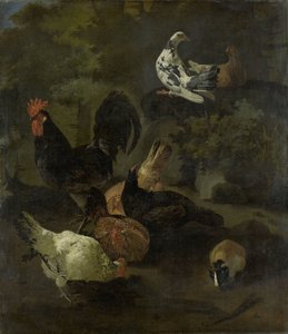 Un coq, des poules, des colombes et une marmotte - Jacomo Victors