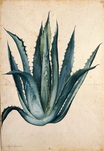 Agave américain par Jacopo Ligozzi