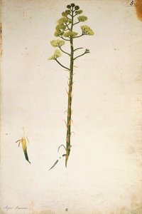Fleur d