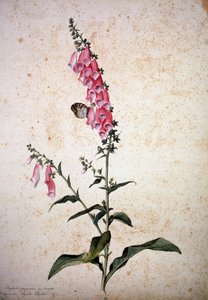 Herbier : Digitalis purpurea avec Papilio paphia