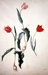 Herbier : Tulipa Gesneriana