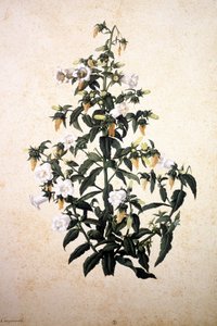 Herbier : Campanule - Jacopo Ligozzi