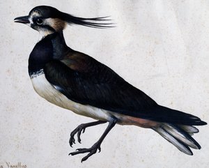 Vanneau huppé (Tringa vanellus) par Jacopo Ligozzi (1547-1627) - Jacopo Ligozzi