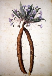 Image inconnue - Jacopo Ligozzi