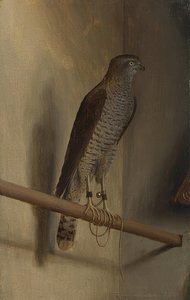 Un épervier. Années 1510