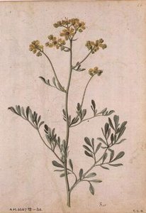 Ruta graveolens