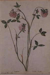 Triflorium pratense