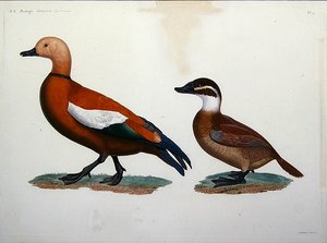 Canard Casarca - Jacques (after) Barraband