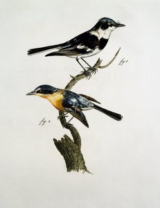 Mâle et femelle de Pririt Batis (Batis pririt)