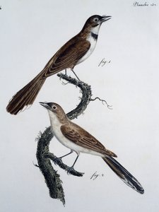 Mâle et femelle du Monarque à lunettes (Monarcha trivirgata)