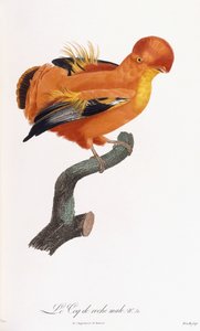 Coq-de-roche mâle - Jacques Barraband