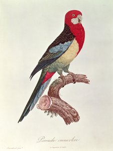 Perruche omnicolore