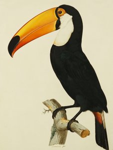 Le Toucan Toco Toco
