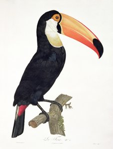 Toucan n°2, de 