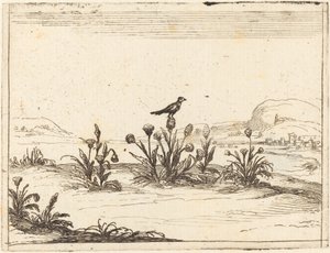 Oiseau Perché sur un Chardon