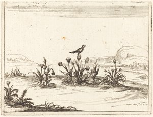 Oiseau perché sur un chardon