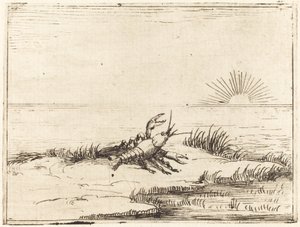 Écrevisse regardant le soleil - Jacques Callot