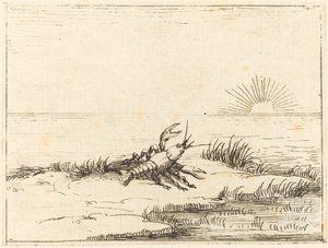 Écrevisse regardant le soleil - Jacques Callot