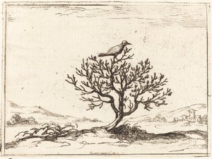 Rossignol dans un buisson - Jacques Callot