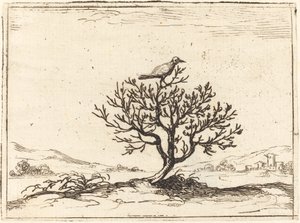 Rossignol dans un buisson, 1628 - Jacques Callot