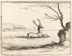 Cerf dans l