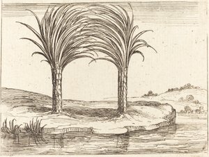 Deux palmiers