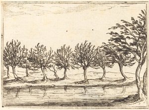 Saules au bord de l