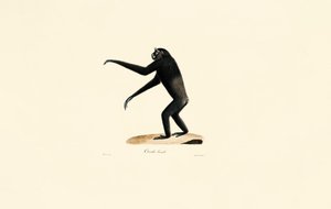 Femme Siamang - Jacques Christophe Werner