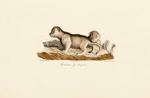 Lionceaux âgés d
