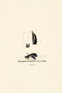 Chauve-souris mexicaine à face de fantôme - Jacques Christophe Werner
