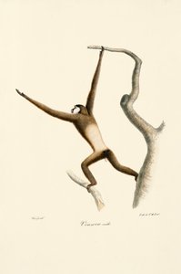Gibbon à mains blanches (Hylobates lar) - Jacques Christophe Werner