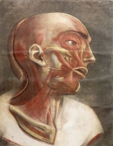 Tête Anatomique, de "Myologie complète en couleur et grandeur naturelle", 1746 - Jacques Fabien Gautier dAgoty
