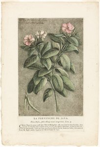 La pervenche de Java, tirée de la Collection de plantes usuelles, curieuses et étrangères