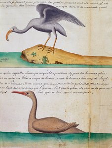 Oiseau inconnu et oiseau appelé Foux (Fou), île de Sao Vicente, Cap-Vert, aquarelle du journal de bord de Jacques Gouin de Beauchesne, capitaine de la Compagnie royale de la Mer du Sud, de 1698 à 1701, France - Jacques Gouin de Beauchesne