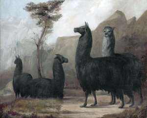 Alpagas - Jacques Laurent Agasse