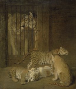 Groupe de louveteaux élevés entre un lion et une tigresse