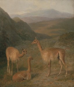 Vigognes - Jacques Laurent Agasse
