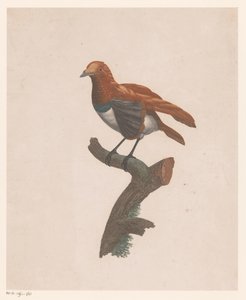 Oiseau sur une branche - Jacques Louis Perée