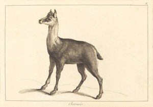 Chamois - Jacques Philippe Le Bas and Jean Eric Rehn after Jean Baptiste Oudry