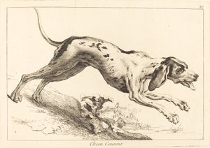Chien courant