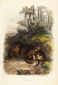 Famille de renards roux, Vulpes vulpes, devant un terrier - Jacques Raymond (after) Brascassat