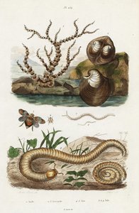 Corail bambou, coque de bœuf et cicadelles - Jacques Reyne Isidore Acarie Baron