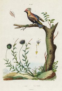Jaseur de Bohême et jasione des montagnes - Jacques Reyne Isidore Acarie Baron