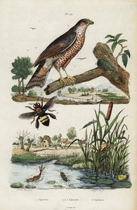 Épervier, éphémère et abeille, 1834-1839 (gravure)