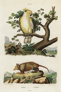 Cacatoès à crête jaune et tatou - Jacques Reyne Isidore Acarie Baron
